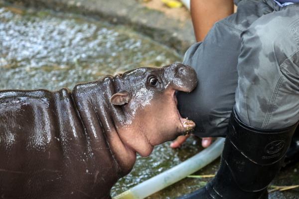 Moo Deng biting a zookeeper.